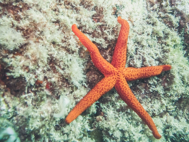  Starfish 