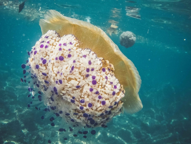  Secrets of the seabed