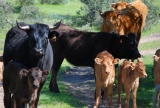 Visit to a livestock farm in Morille and food for adults