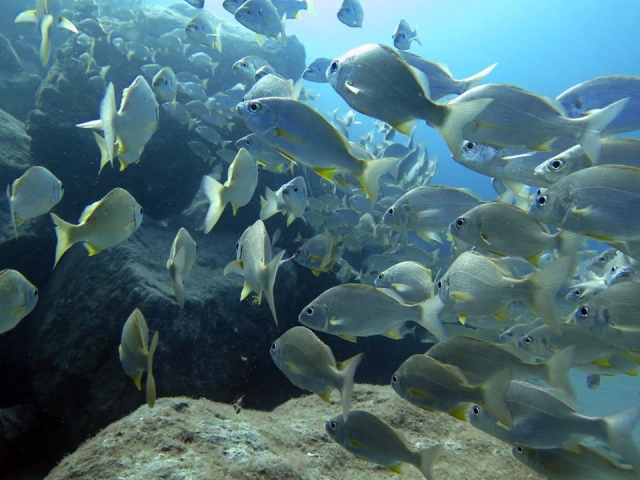  reiche Meeresfauna 
