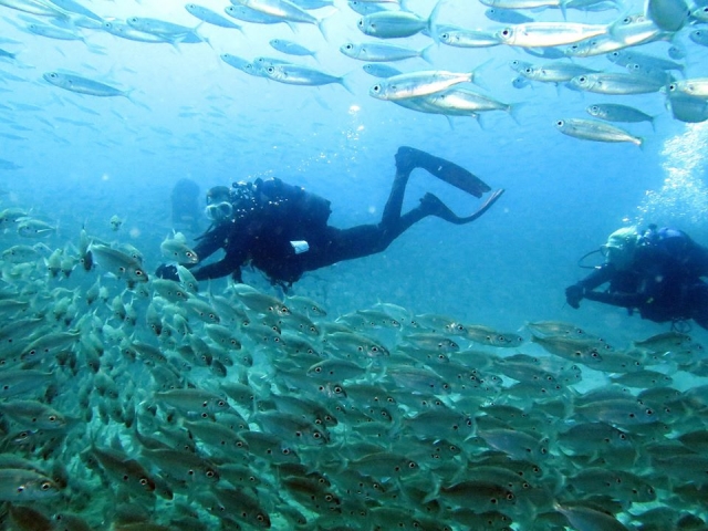  umgeben von Fischen 