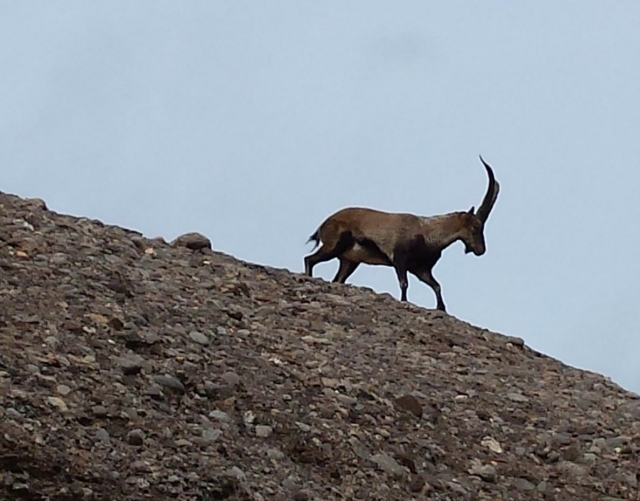 Cabra montesa en Montserrat