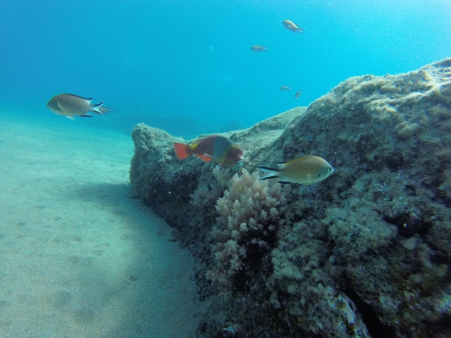  Marine beauty 