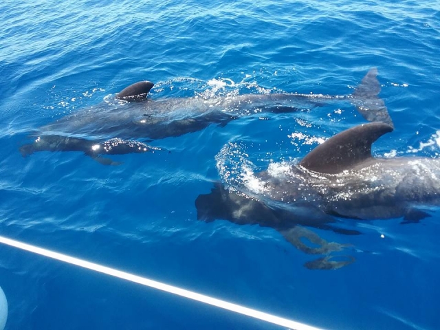 Excursion with whale watching 