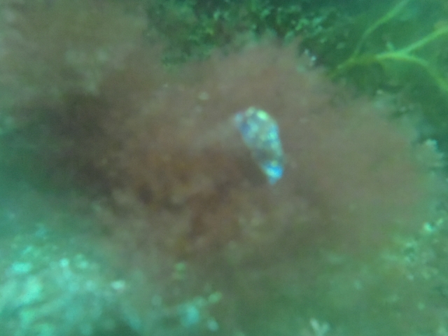 Snorkeling à Lugo 
