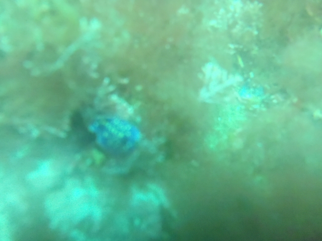  Snorkeling à Viveiro 