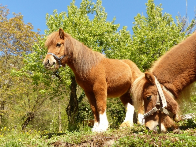  Ponyausritt 