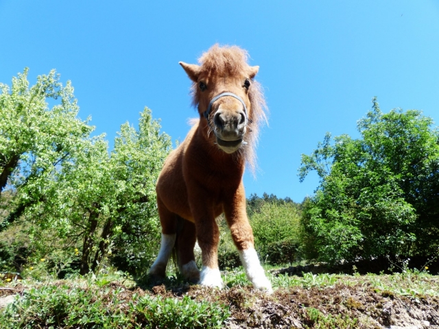  Pony in Segovia 
