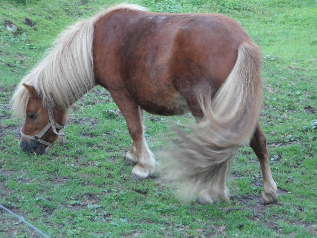 Promenade à cheval pour enfants 