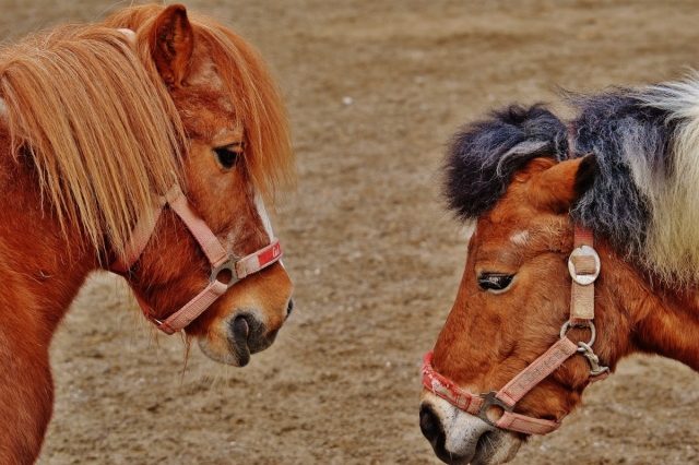 Poneys jouant