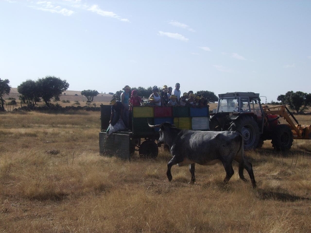  Guided tour of the farm