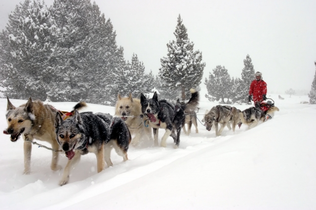 Mushing Andorra