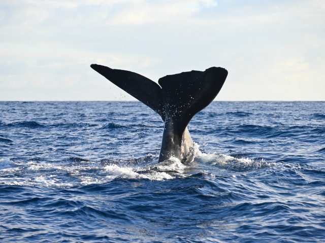  Cetacean Avistation in Valle Gran Rey 