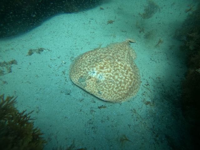 Fondo marino