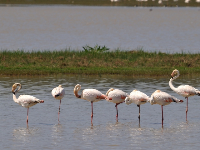 Flamencos en el agua
