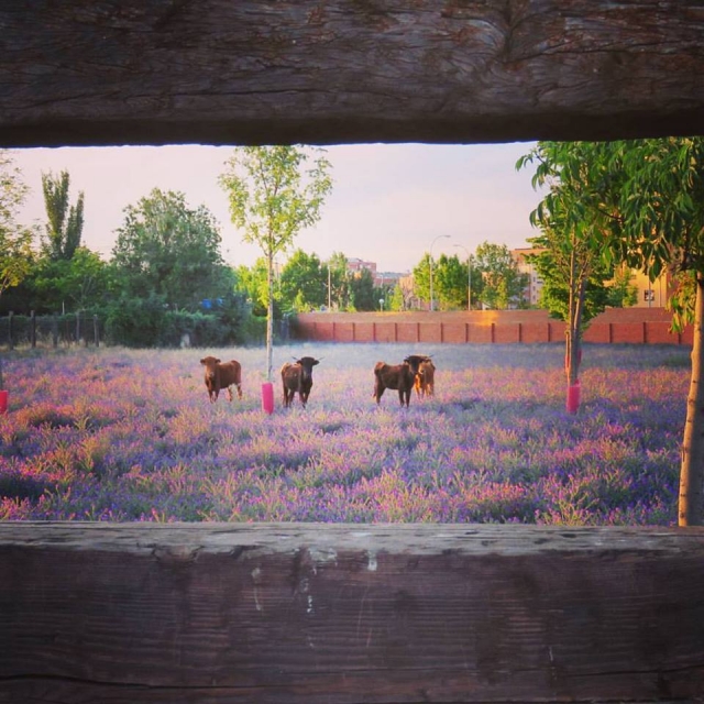  our bulls 