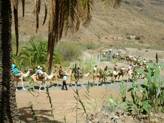  Camel caravan 