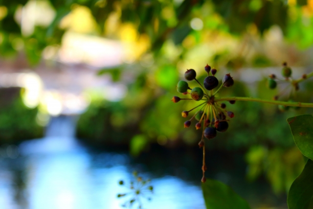  Pure Nature 