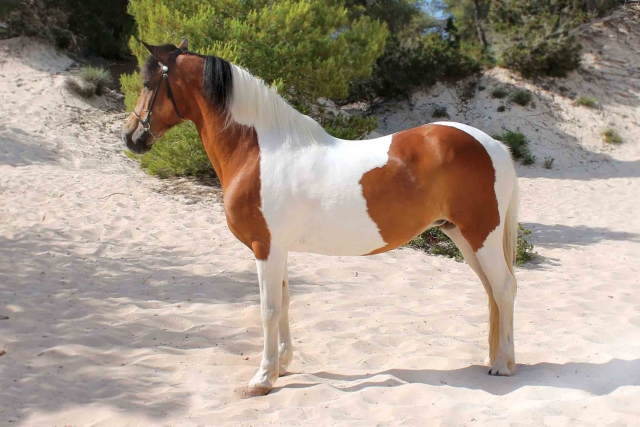 Cavallo bianco e marrone 