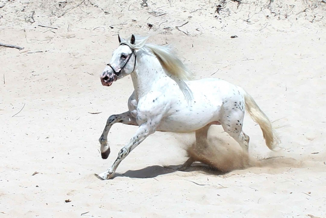  Cavallo in corsa 