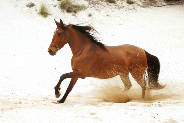  Cavallo al galoppo 
