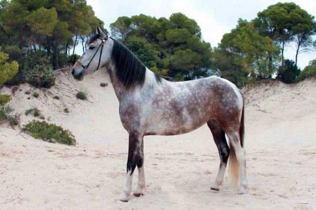  Bellissimo cavallo 
