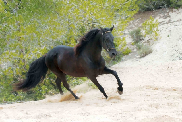  Il nostro Blackstar al galoppo 