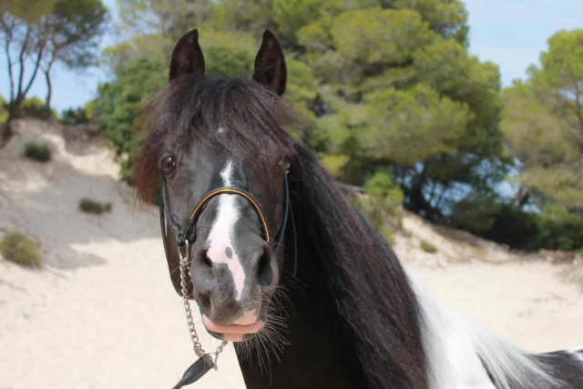 Uno de los caballos