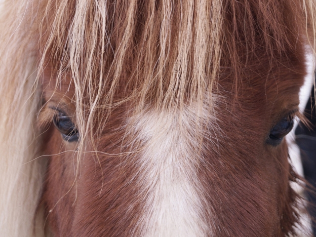  Nahaufnahme des Ponys 