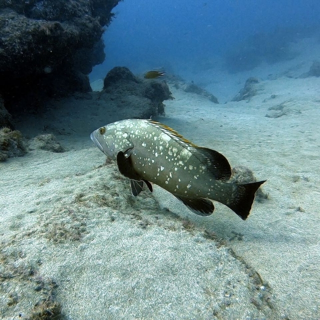 Inmersión de buceo en pecios Lanzarote
