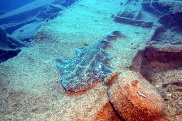 Sal a bucear por la zona de la Graciosa