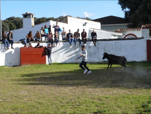  Running away from the heifer 