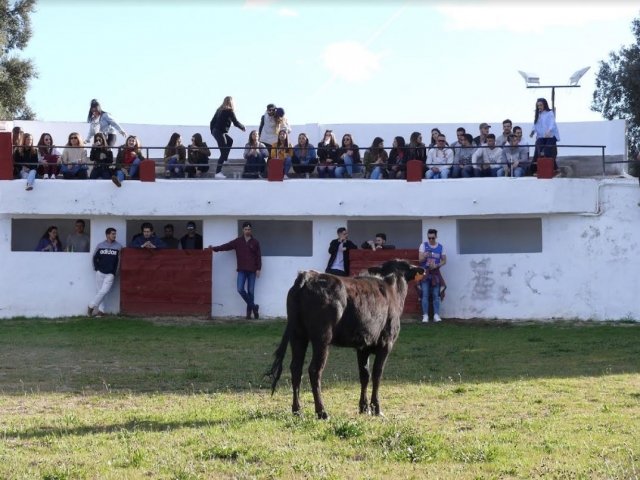  Heifer looking at the public 