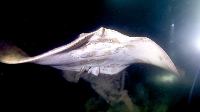 Sesión de buceo en Canarias
