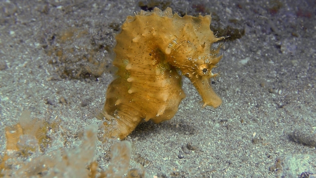 Caballito de mar en Gran Canaria