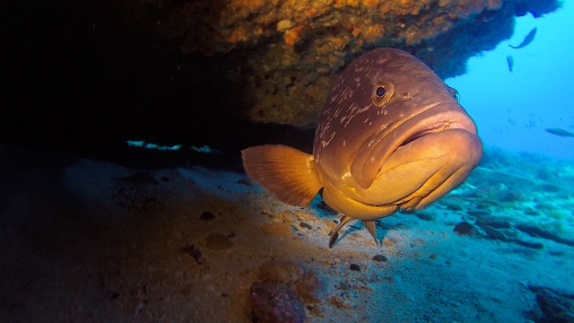 Peces en Canarias