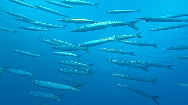 Banco de peces