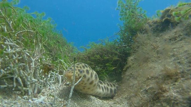 Inmersión de buceo en Canarias