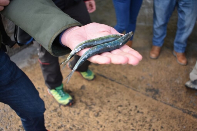 Aprende a diferenciar los pescados
