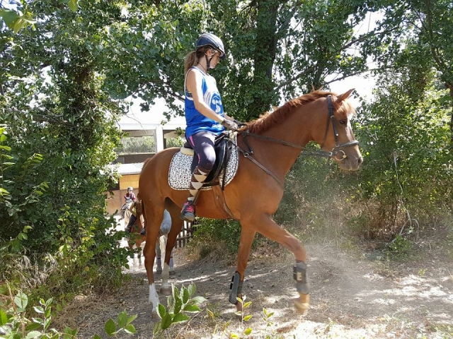 Cavallo nel campo 