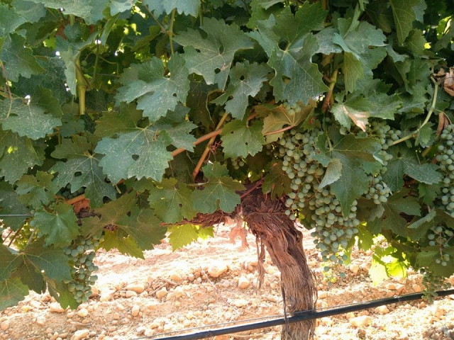  Grapes for white wine