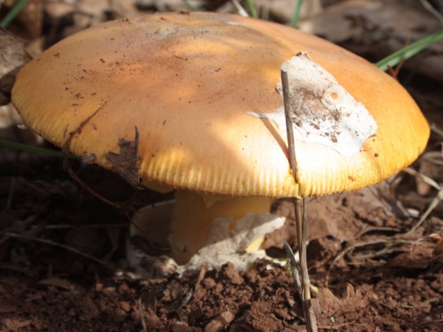  Amanita Caesarea