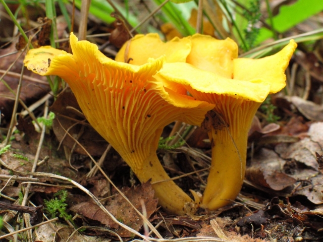 Chantarellus Cybarius 