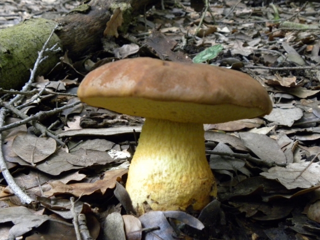  Leccinum lepidum 