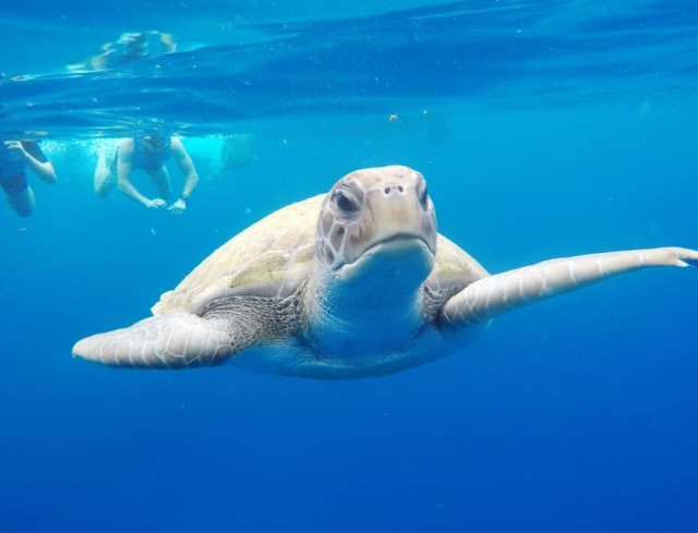  Paddle surf e snorkel com tartarugas