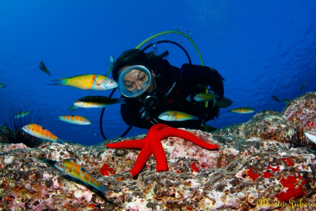  Entdecken Sie die Meeresfauna