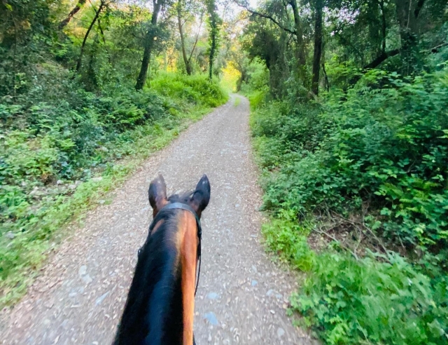 Recorre los senderos del Montseny a caballo