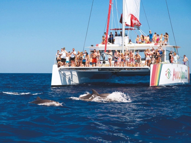Avistamiento delfines y baño en Es Coll Baix, 3h