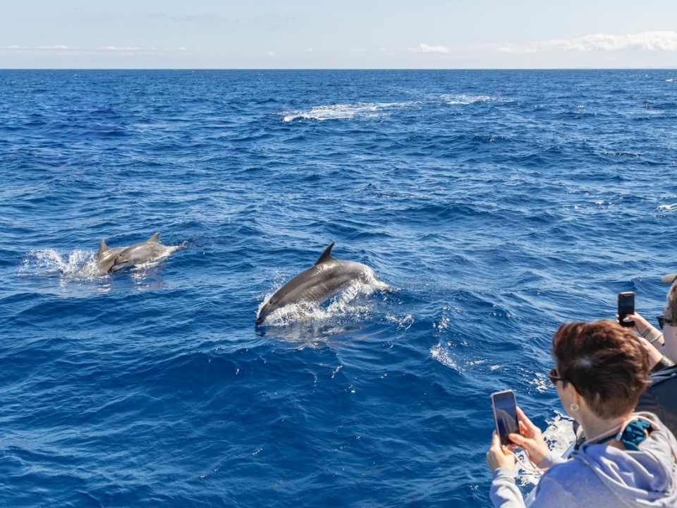 Delfines perto do navio Delfines perto do navio