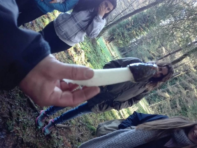  Get to know the mushrooms 